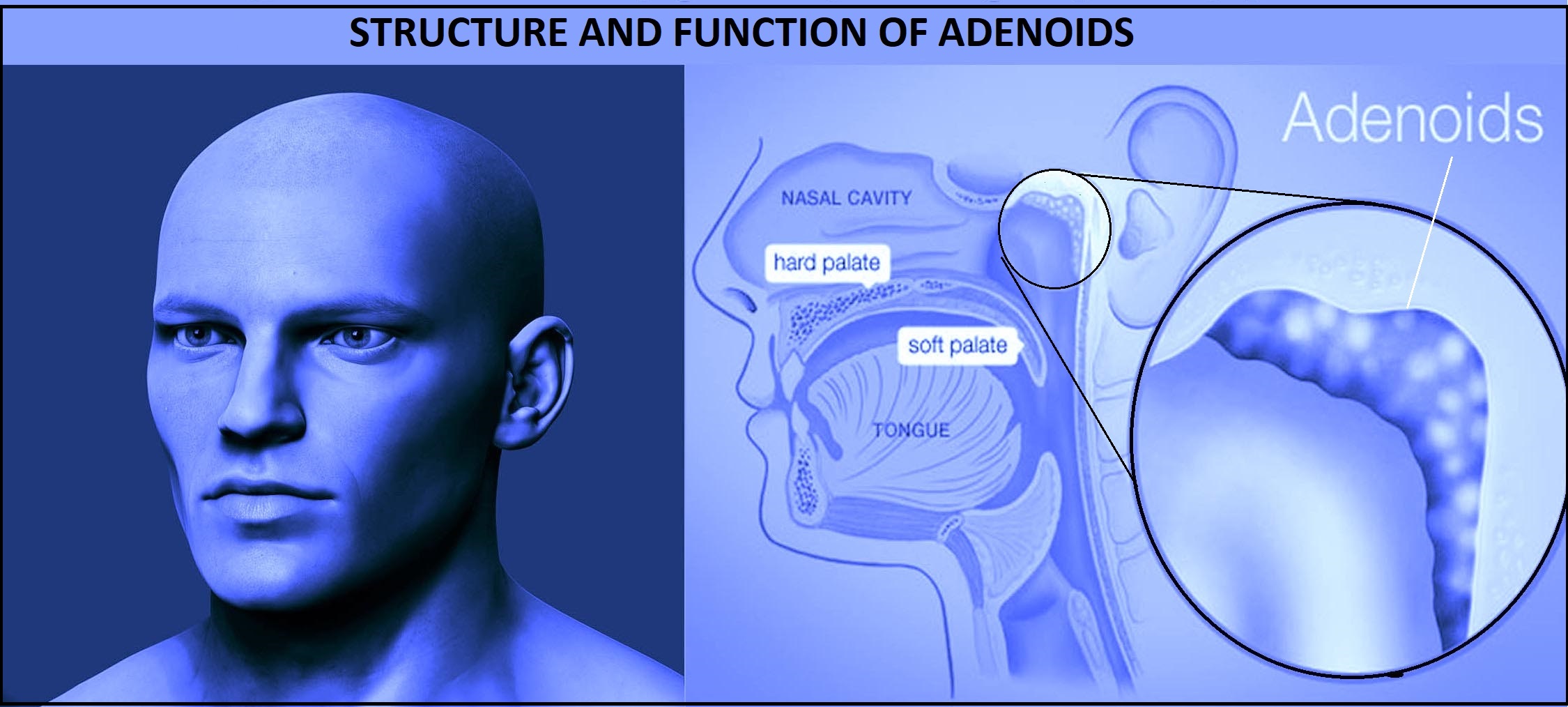 structure and function of adenoids